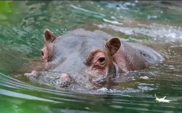 شىمكەنت زووباعىنا ماسكەۋ تەاترىندا ونەر كورسەتكەن سۋسيىر جەتكىزىلدى 