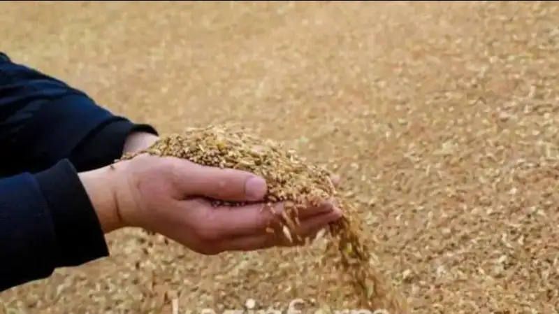 Фото: Мухтор Холдорбеков/Kazinform