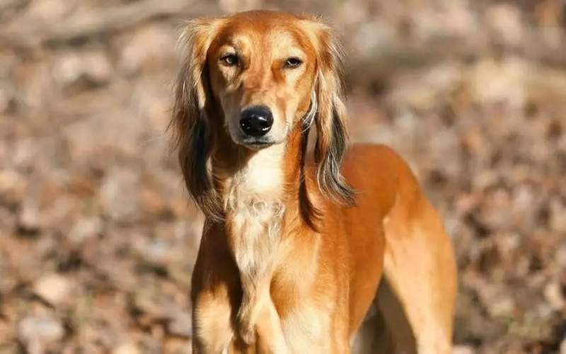 Международную выставку собак планируют провести в Астане тазы