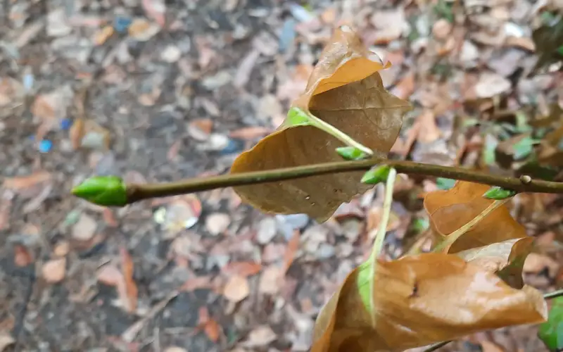 Почки появились на кустах сирени в Петропавловске