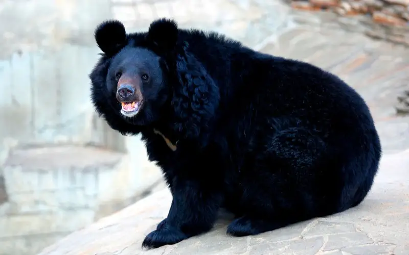 Гималайский медведь 