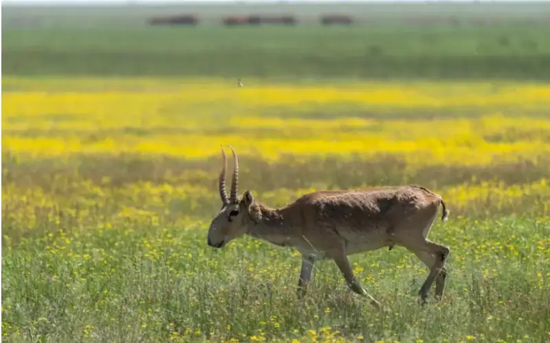 Фото: Тұрар Қазанғапов  