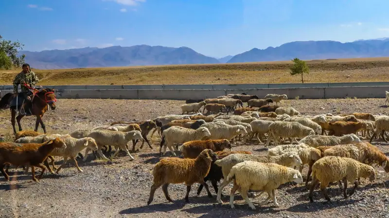 мал шаруашылығы