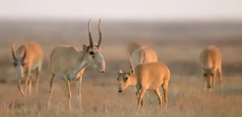 ەكولوگيا مينيسترلىگى: 11 مىڭ كيىك اتىلدى