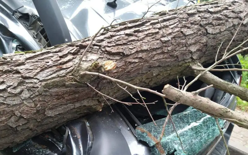 Тошкентда автомобиль устига дарахт қулаши оқибатида йўловчи ҳалок бўлди