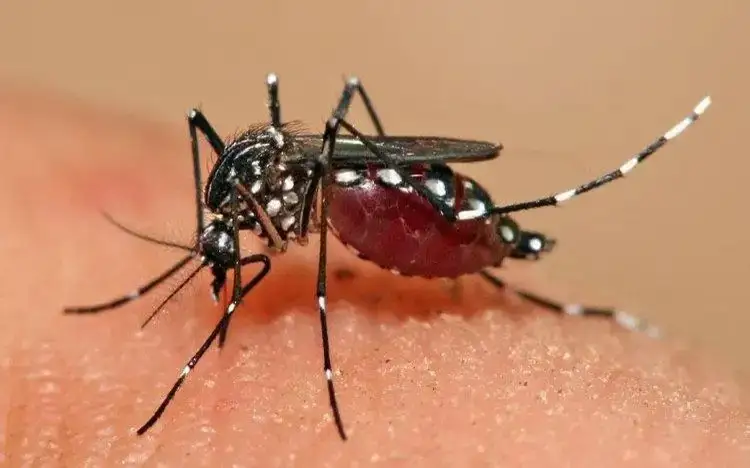 Malaria