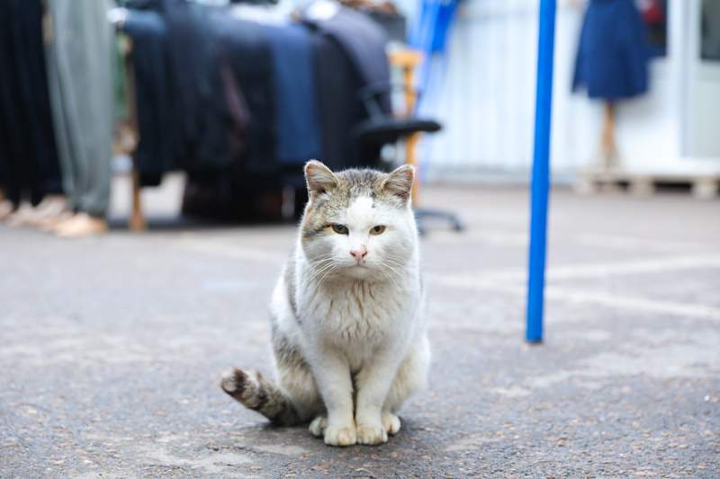 Кошки