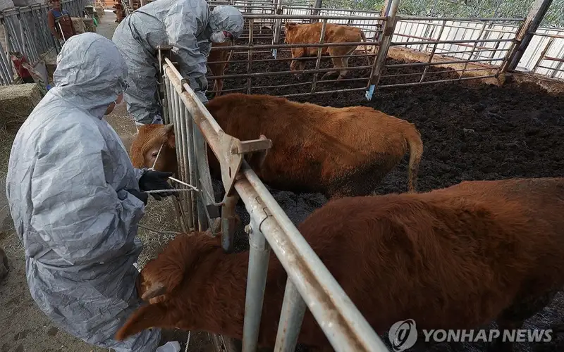 Confirmed cases of lumpy skin disease reach 105 in South Korea