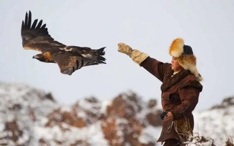 بۇركىتتىڭ تۇلكى  الۋى 