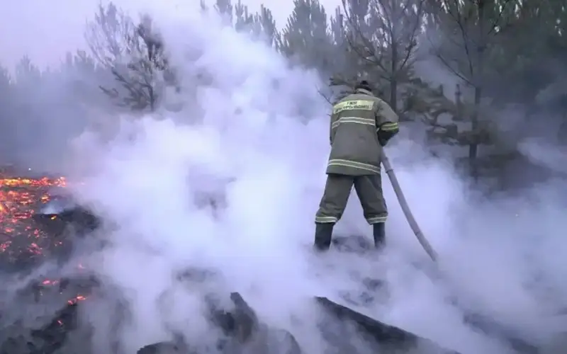 лесные пожары