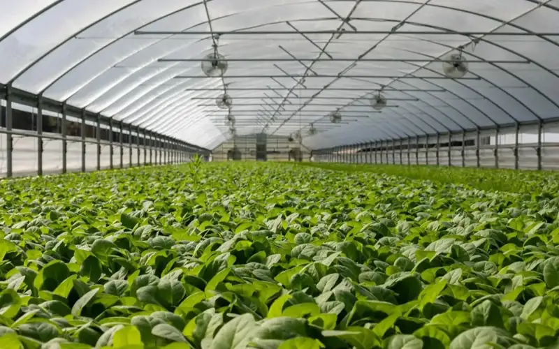 Greenhouse