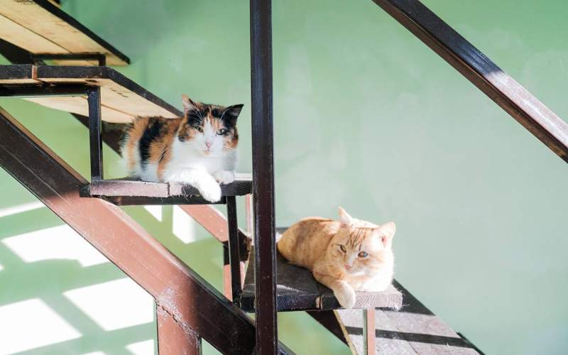 Новоселье отмечает приют для животных в Семее приют для животных