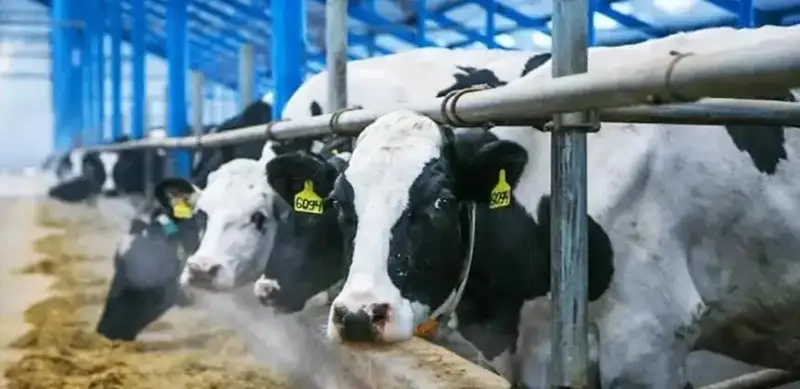 сут-сутчилик фермаси