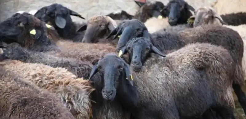 Түркістан облысында мал ұрлап, тұрғындарға 10 млн теңге шығын келтірген адамдар ұсталды