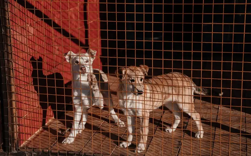 приют для животных