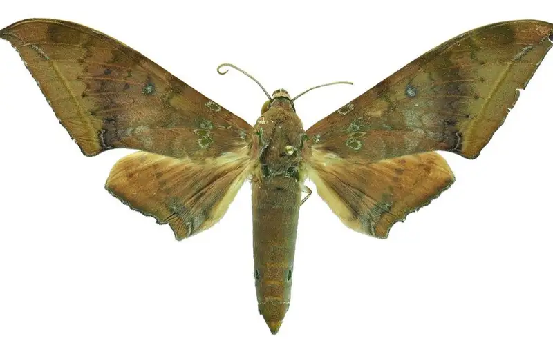 новый вид крупной бабочки