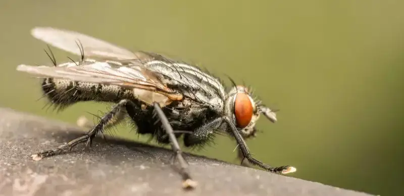 ەر ادامنىڭ ىشەگىنەن ءتىرى شىبىن تابىلدى