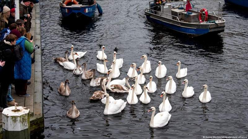 лебеди лебеди