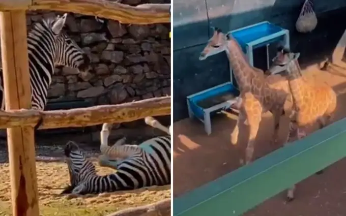 жирафа ва зебралар