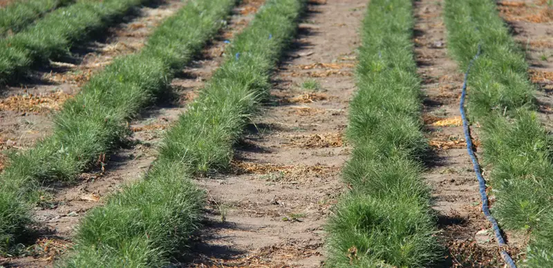 сеянцы сосны