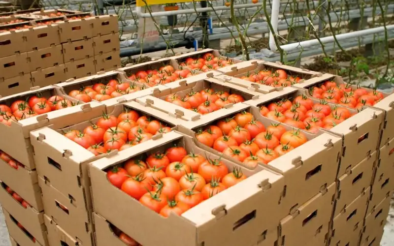 Помидор ва йогурт