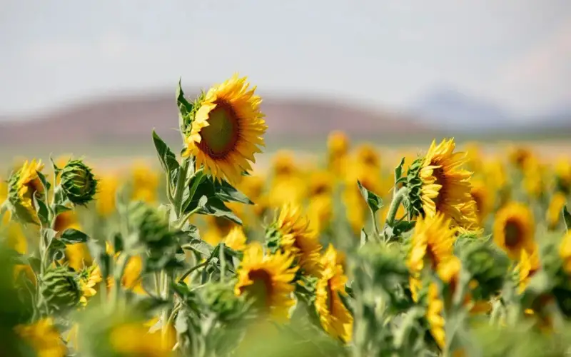 лецитин мойи 