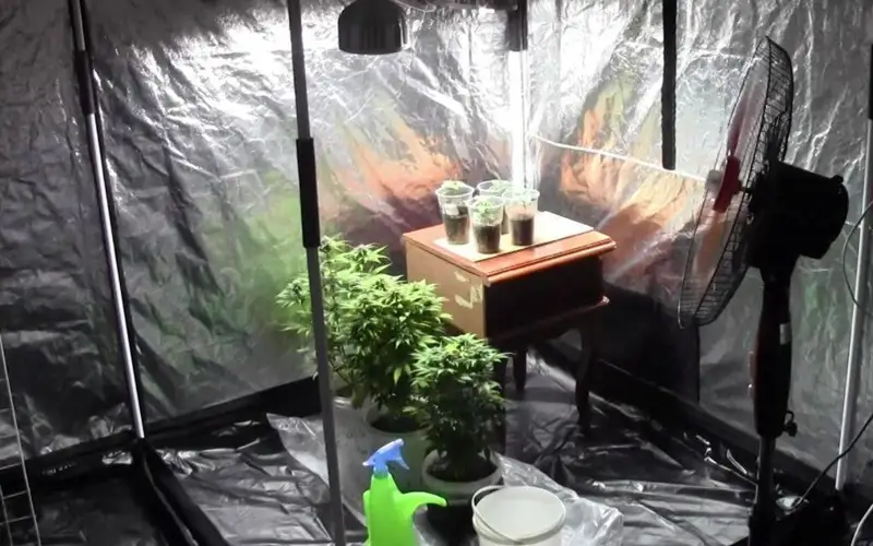 фитолаборатория