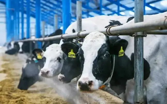 животноводство