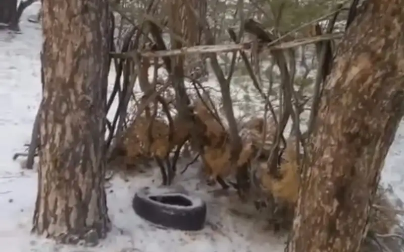 семей орманы