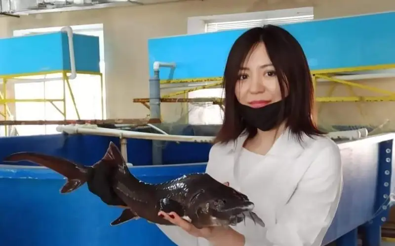 радужная форель, рыба