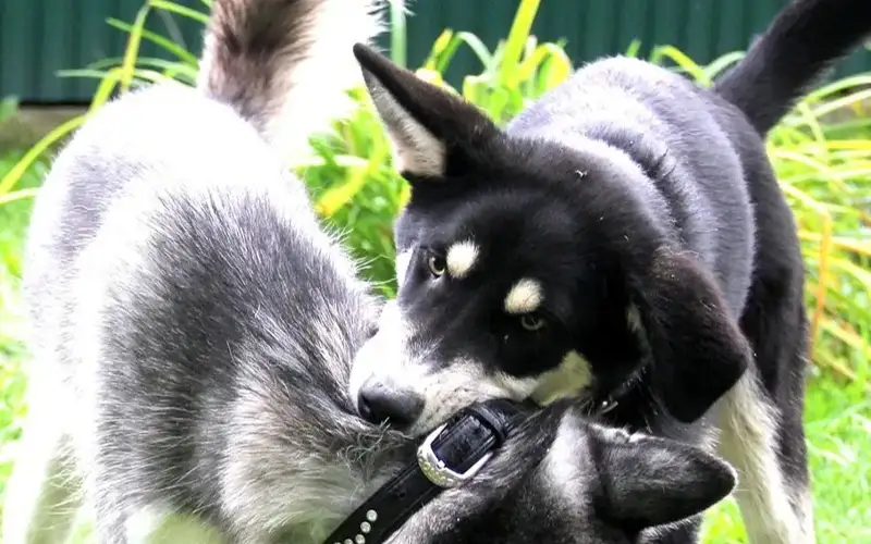 АҚШ-та қасқыр-ит нәрестені өлтірді