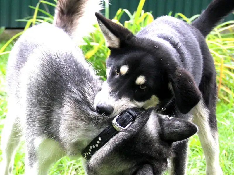 гибрид собаки и волка