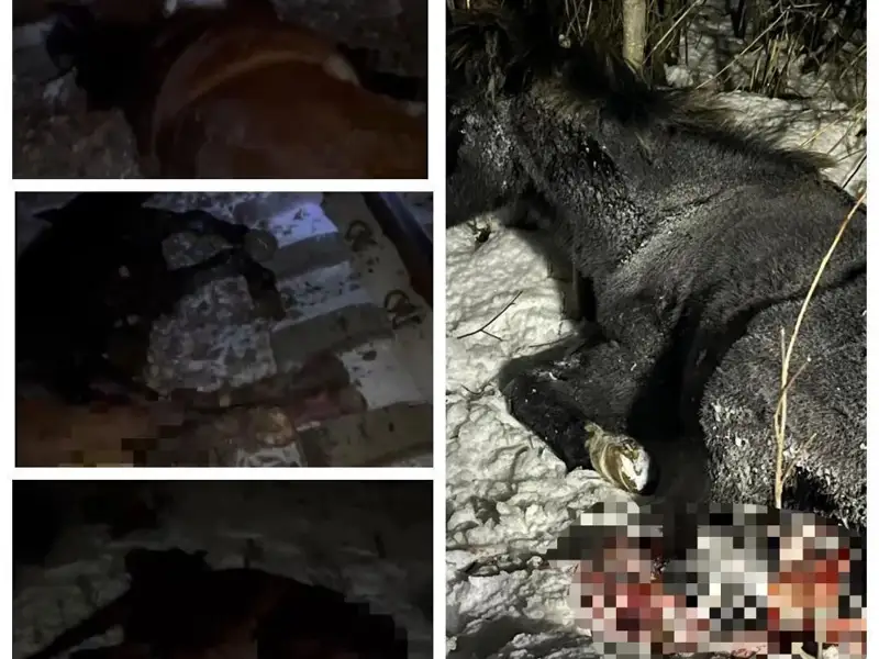 поезд сбил лошадей в Акмолинской области