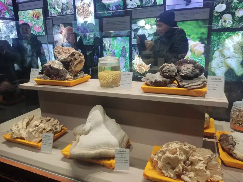 саңырауқұлақ