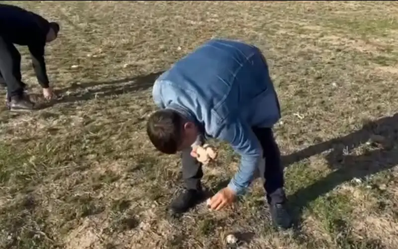 Қозықұйрық