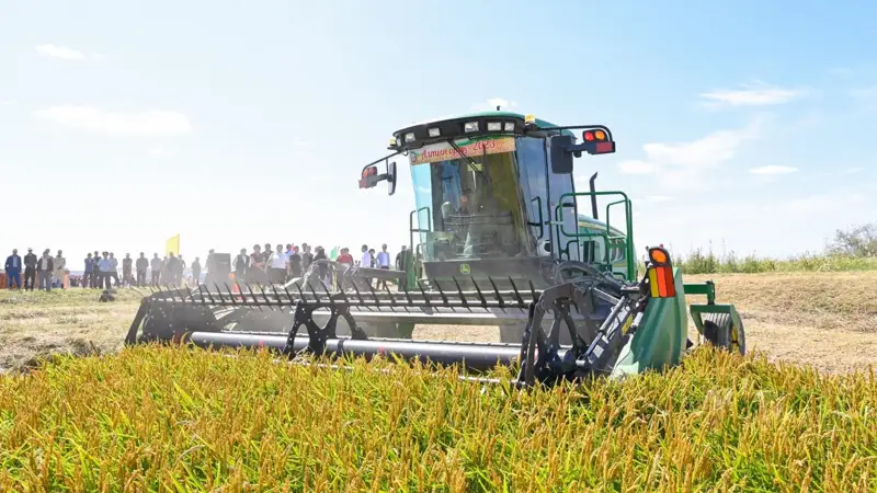 Қизилўрдада шолининг янги серҳосил навлари пайдо бўлди