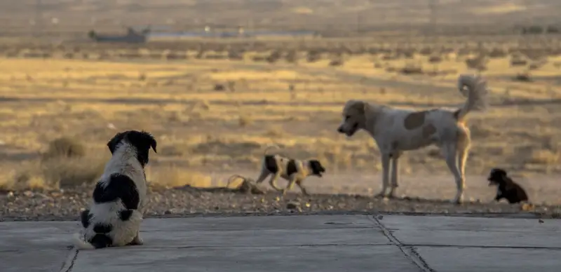 бродячие собаки