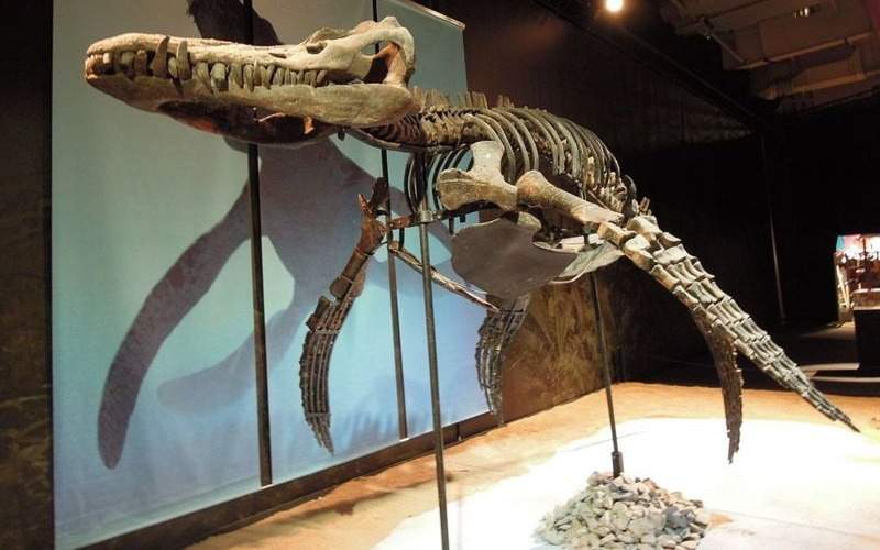 Гигантский череп плиозавра обнаружили в Британии Гигантский череп плиозавра обнаружили в Британии