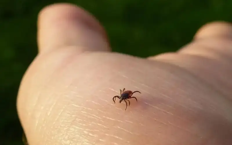 12 случаев Конго-Крымской геморрагической лихорадки зафиксировано в Жамбылской области