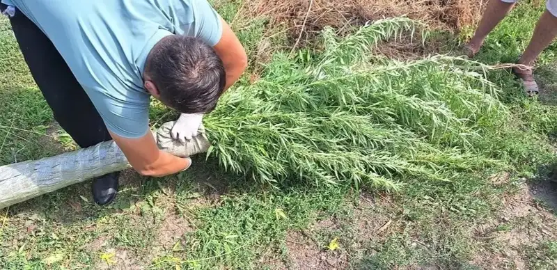 Drug plantations