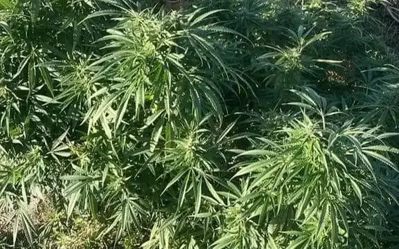 cannabis