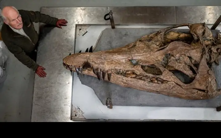 Гигантский череп плиозавра обнаружили в Британии 