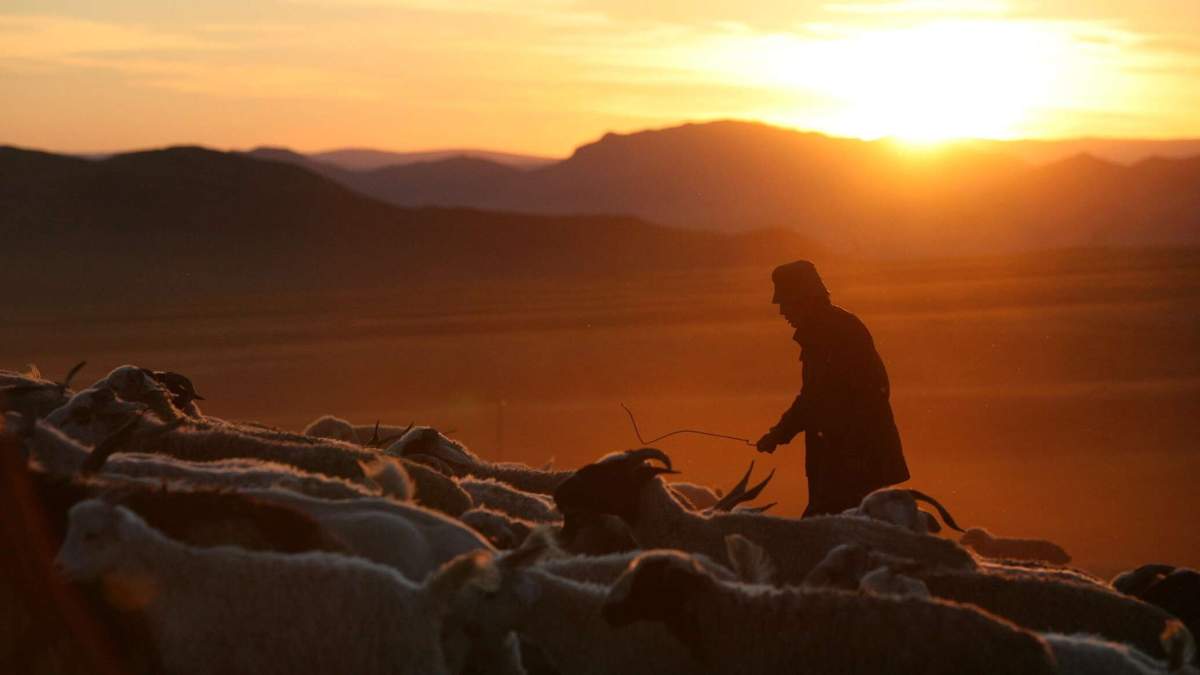 46 млн теңгенің малы ұрланды: Жетісуда бақташы күдікке ілінді