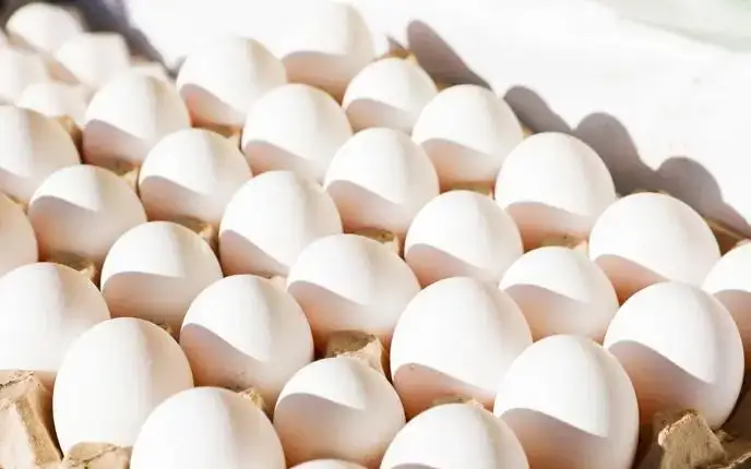 Туркия Россияга товуқ тухумини экспорт қила бошлади