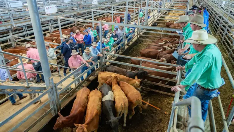 مال شارۋاشىلىعى