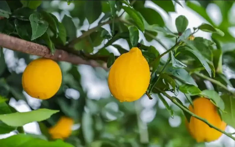 Туркистон вилояти деҳқонлари қаҳратон қишда лимон териш билан шуғулланмоқда