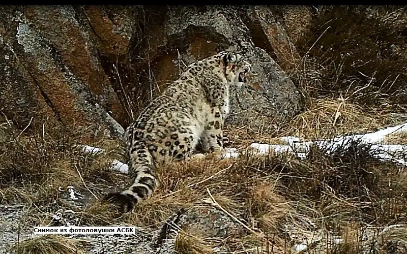 снежный барс в Казахстане