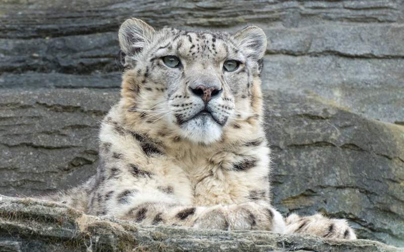 世界雪豹日:保护这一高山之灵是人类共同责任 世界雪豹日:保护这一高山之灵是人类共同责任