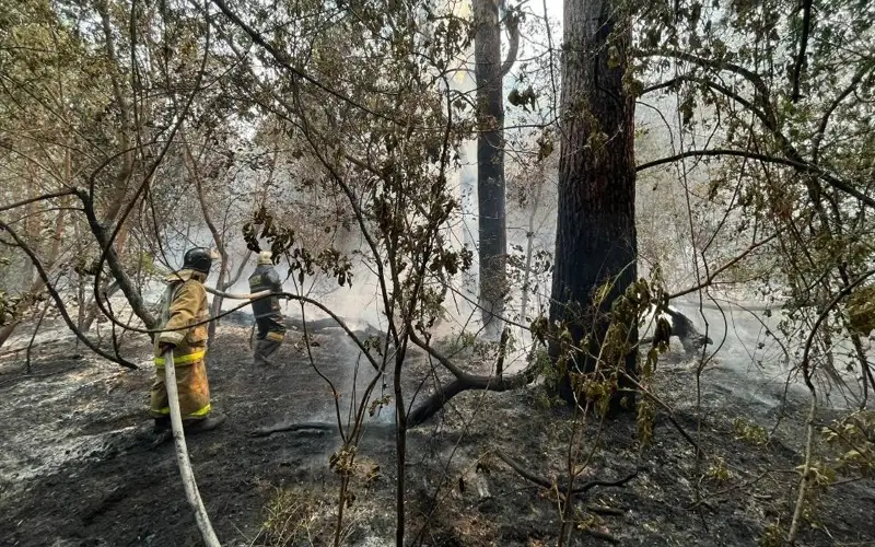 лесной пожар