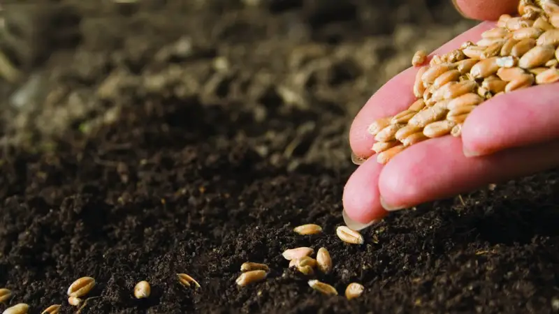 Көктемде астық тұқымы тапшы болуы мүмкін – Иван Сауэр